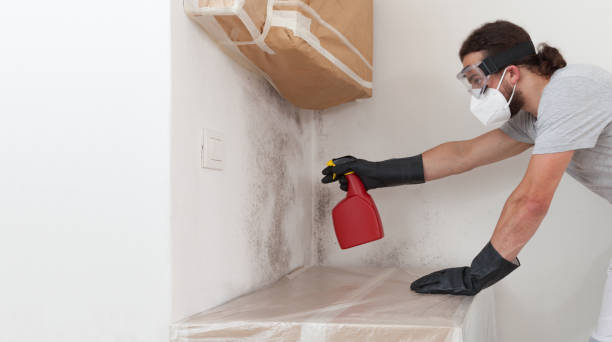 Professional Mold Inspection technician working in Newton Center, MA