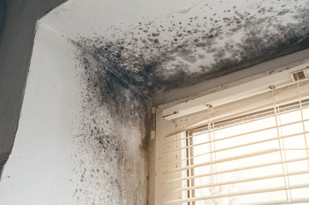 Affordable Basement Mold Removal solutions in Newton Center, MA
